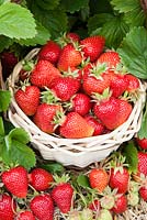strawberries5
