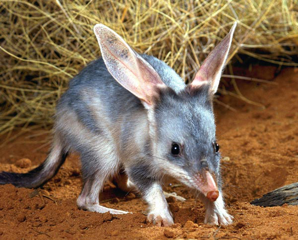Bilby-for-story1