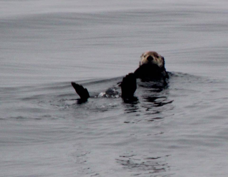 27 sea otter
